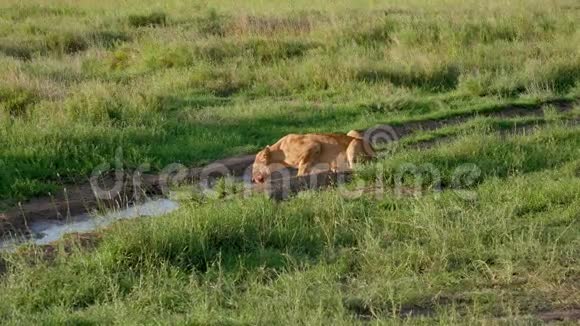 一头非洲母狮脸上带着血在草原上从水坑里喝水视频的预览图