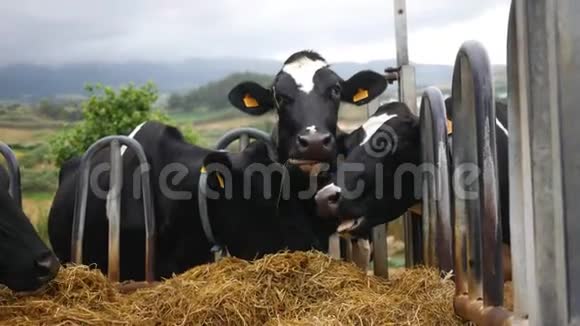 奶牛在田野上吃干草视频的预览图