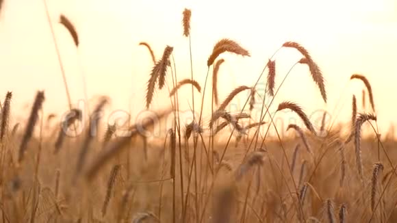 风吹过成熟的麦穗农业和农业综合企业的概念视频的预览图