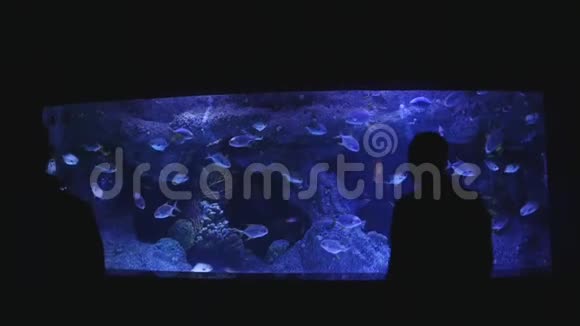 在水族馆观察鱼类的未被认出的人的剪影各种鱼在主水箱里游泳视频的预览图