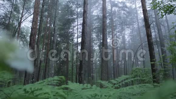 令人惊叹的神秘森林与雾场景神秘森林视频的预览图