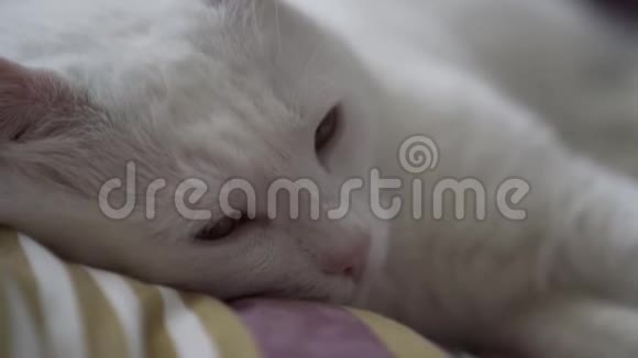 手抚摸一只熟睡的猫视频的预览图