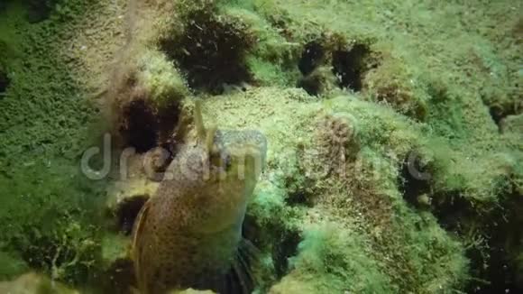 这条鱼的触角是布兰尼帕拉布列尼乌斯生活在水貂中生活在海床上的粘土中软体动物挖了巴尼亚念珠视频的预览图
