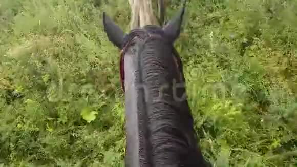 骑马时的第一人称视野学着骑马在田里骑马鬃头耳马视频的预览图