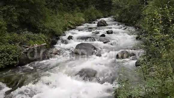 活跃的强流大江水和大石头的流动阿尔泰山河阿尔泰保护区的远足视频的预览图
