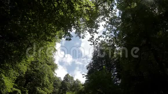 仰望着蓝天上的一圈树旅游度假自然概念在森林背景下看风景视频的预览图