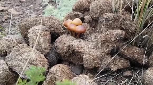 小棕色蘑菇是从马粪里长出来的天然肥料夏天在田野上散步视频的预览图