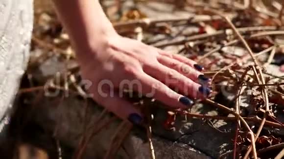 一个女孩的特写她的手在秋天公园的野生葡萄干枝上视频的预览图