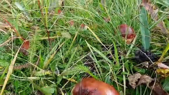 小圆棕色蘑菇一顶漂亮的帽子草苔藓和树枝阿尔泰菌木视频的预览图