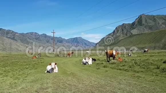 一群奶牛在电力线附近放牧动物躺着站着在田野上吃草背景中的山脉视频的预览图