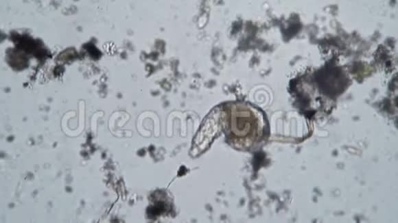 脏水显微镜背景下的大型轮虫特写镜头视频的预览图