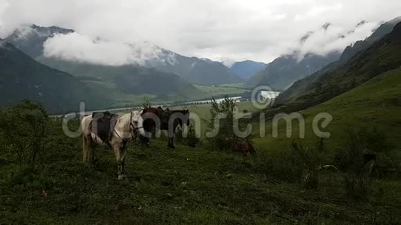 马在群山环绕的风景如画的田野上放牧多云天气低矮的云浮在山上视频的预览图