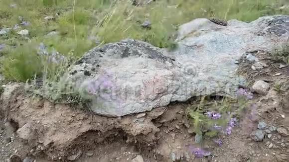 山里的坏天气大风摇花摇草山地岩石地形在恶劣天气下在野外行走视频的预览图