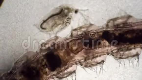 蚊蛾和甲壳动物蚤的幼虫在原地游动视频的预览图