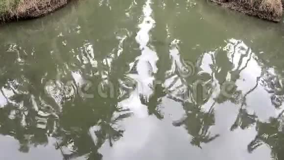 鱼在水中游动船在运河中游动视频的预览图