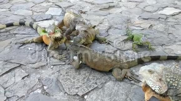 许多大鬣蜥在鹅卵石街道上吃生菜和卷心菜叶视频的预览图