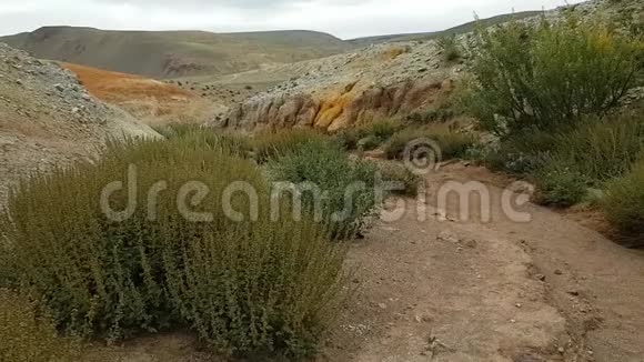 沙漠草原地区的一大丛蓬松的荆棘丛在俄罗斯阿尔泰的KyzylChin地区的红沙和石头上行走视频的预览图