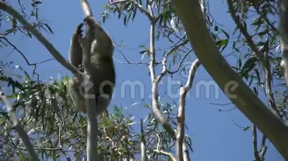 澳大利亚考拉爬树胶视频的预览图