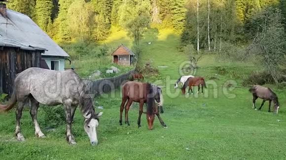 一小群马在农村的村庄房子里吃草年轻的白驹过隙把爪子伸到一边视频的预览图