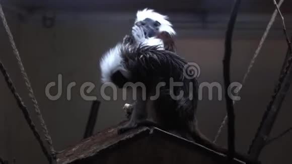动物园里的几只棉制塔玛林视频的预览图