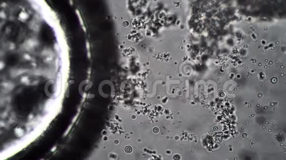 显微镜下牛奶发酵剂培养中的大肠杆菌和芽孢杆菌视频的预览图
