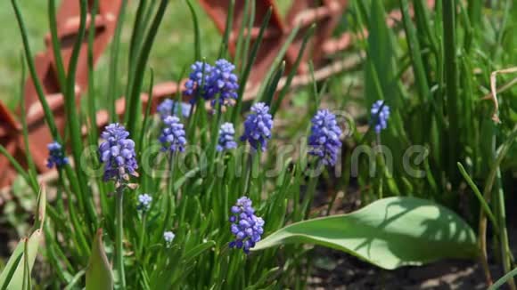 蓝麝香野花生长在地上视频的预览图