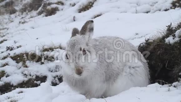 一只雄壮的山兔莱普斯胆小穿着冬天的白色外套在苏格兰山脉高高的暴风雪中视频的预览图