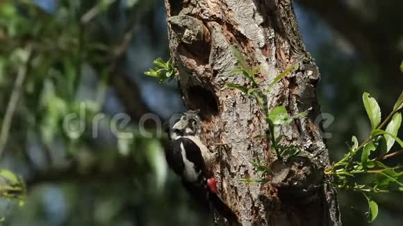 一只雌性大斑点啄木鸟主要是树鸡栖息在巢洞的边缘喂养她的婴儿视频的预览图