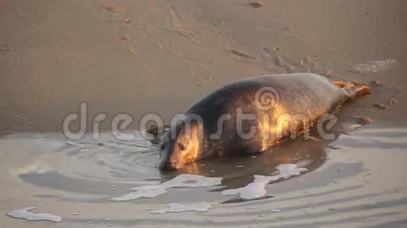 一个灰色的海豹Halichoerusgrypus躺在海岸线上的日出在霍西诺福克英国视频的预览图