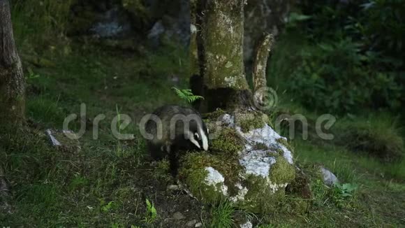 一只美丽的獾梅莱斯梅尔晚上在苏格兰高地的林地觅食视频的预览图