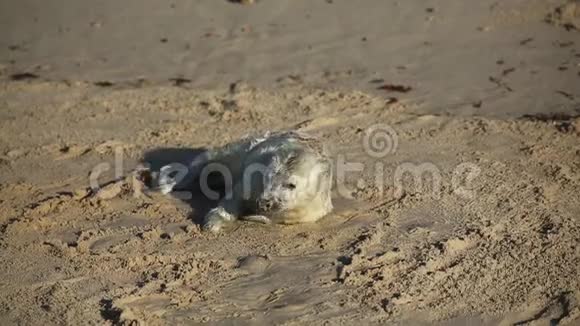 一只新生的灰海豹幼崽HalichoerusGrypus躺在英国诺福克的霍西日出时的海滩上视频的预览图