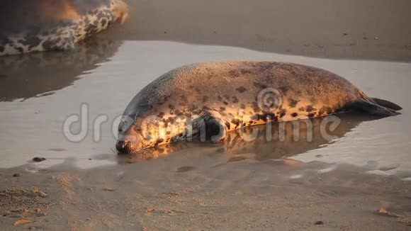 一个休息的灰色海豹Halichoerusgrypus躺在海岸线上的日出在霍西诺福克英国视频的预览图