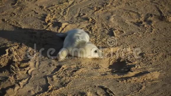 一只可爱的新出生的灰色海豹幼崽HalichoerusGrypus躺在英国诺福克的霍西日出时的海滩上视频的预览图