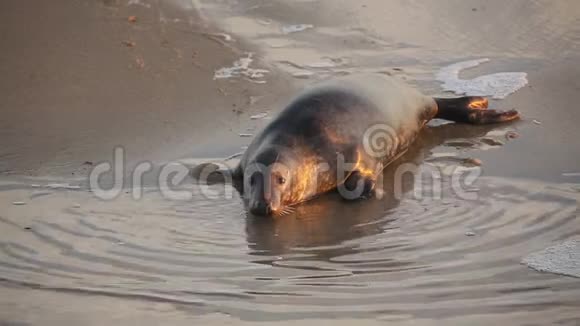 一个休息的灰色海豹Halichoerusgrypus躺在海岸线上的日出在霍西诺福克英国视频的预览图