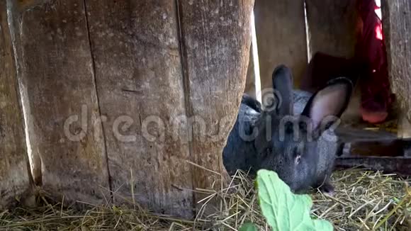 两只黑兔子吃干草视频的预览图