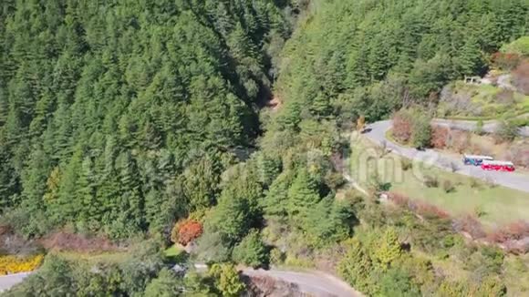 在台湾初秋拍摄针叶松林空中无人机景视频的预览图