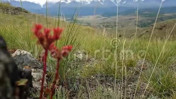 阿尔泰共和国草原上美丽的莫特利草山脉背景上的绿红草视频的预览图