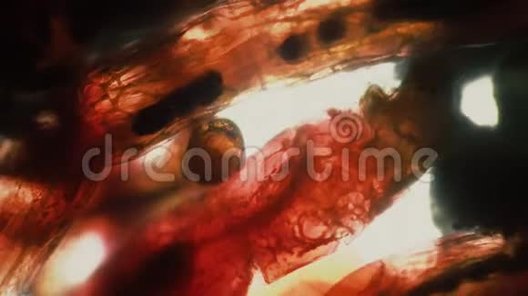 显微镜下一滴水中的橙色蠕虫视频的预览图