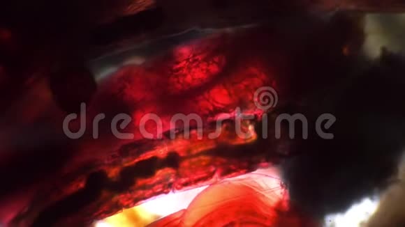 显微镜下活虫体的红色背景视频的预览图