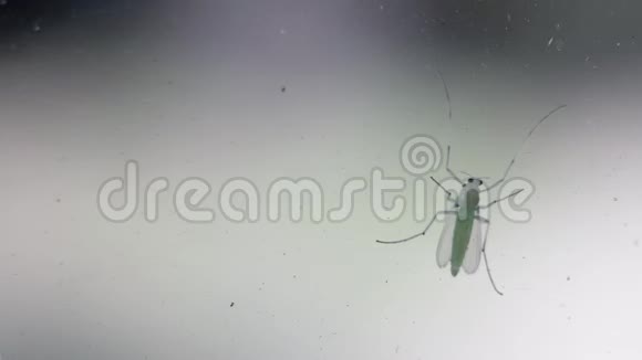 绿色的苍蝇坐在窗户玻璃上急速地爬走视频的预览图
