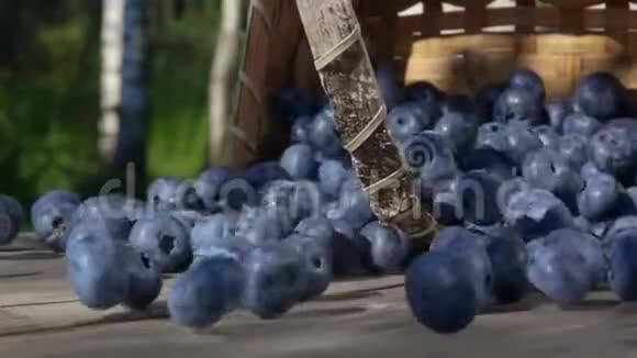蓝莓从篮子里得到足够的睡眠视频的预览图
