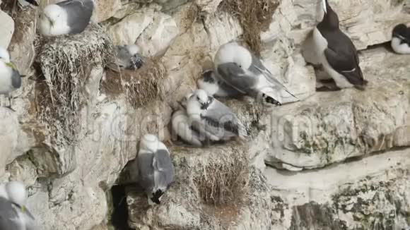 在英国一群筑巢的基迪威克里萨特里达基拉成年人和小鸡坐在巢上悬崖上的悬崖上视频的预览图
