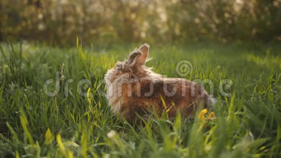夕阳下毛茸茸的棕色兔子在绿草中奔跑视频的预览图