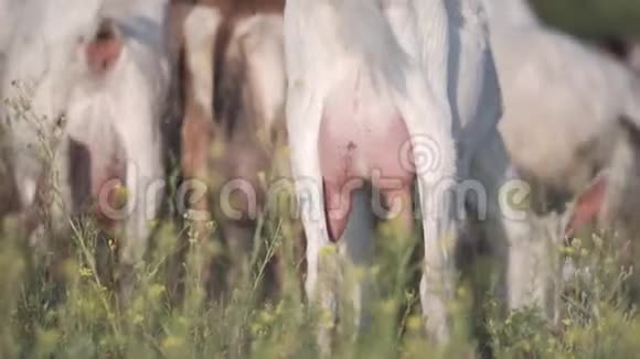 特写羊乳充满牛奶山羊在野外的牧场放牧视频的预览图