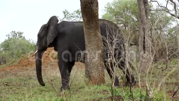 大象抓着他的腿到树上视频的预览图