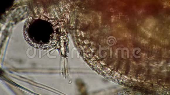 显微镜下的大型头部特写眼视频的预览图