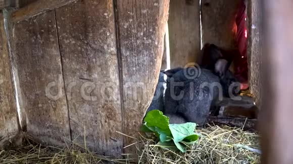 两只黑兔子吃干草视频的预览图