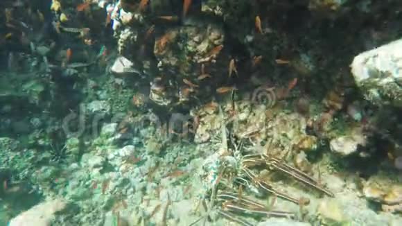 在加拉帕戈斯群岛的伊斯拉埃斯帕诺拉水下靠近一只刺鼻的龙虾视频的预览图