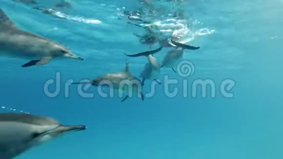 特写镜头一群海豚在蓝色的水面下游泳视频的预览图