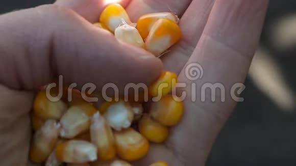 玉米在农民手中视频的预览图
